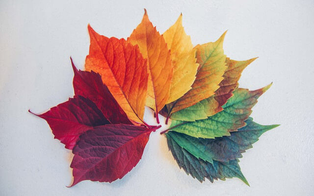 四季のうつろいを感じる色の違う木の葉